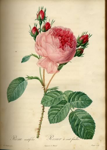 گل رز سنتیفولیا